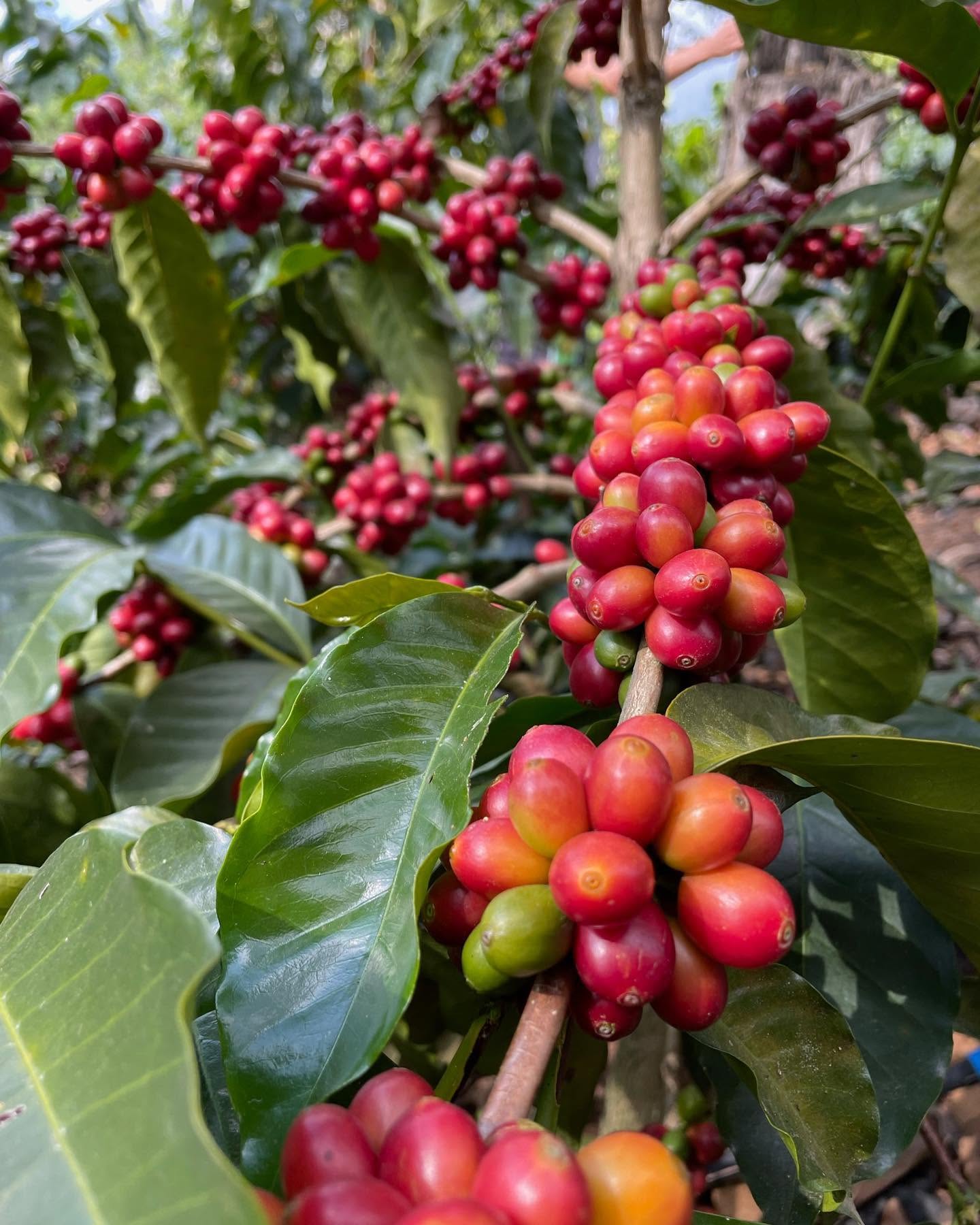 Clusters of ripe red coffee cherries on the branch