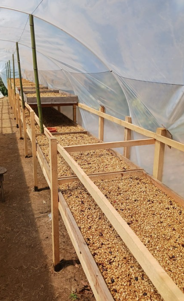  This method involves picking and sorting the coffee cherries, removing their skins and pulps, but leaving the sticky-sweet outer layer of the fruit on during drying. This retains more natural sugars on the beans and uses less water showcasing the ecological farm's commitment to sustainable practices. 