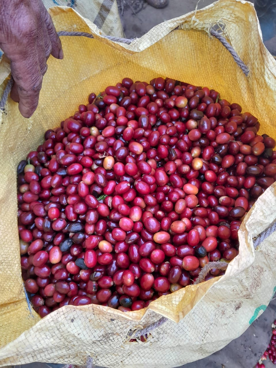 Coffee cherries at harvest