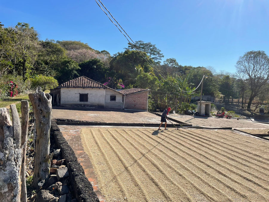 Drying coffee on terracotta patio