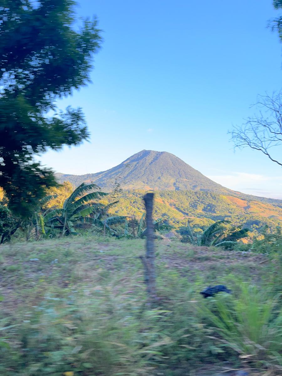Coffee growing in volcanic soil