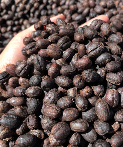 Doña Celeste (16oz)