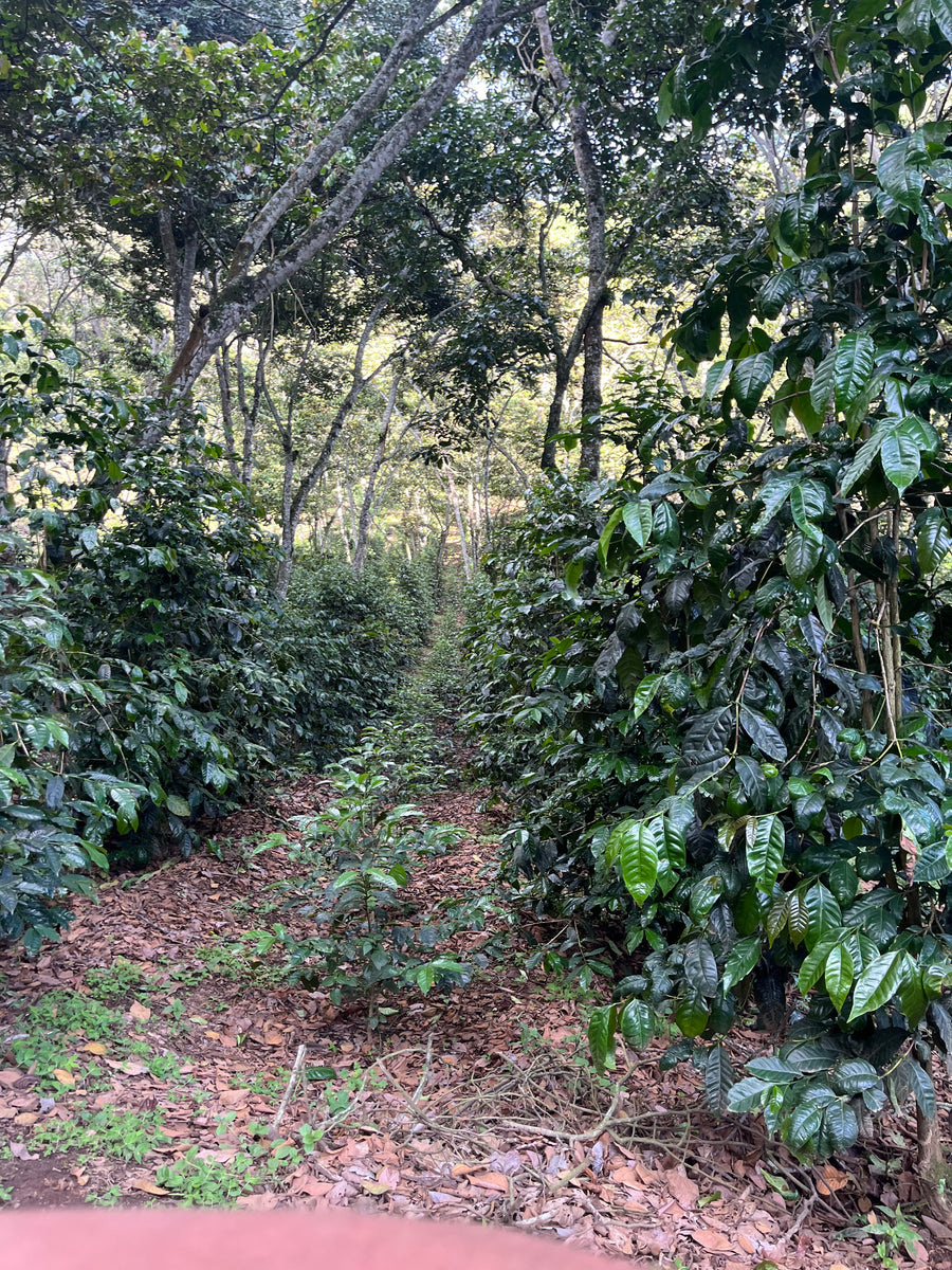 Coffee rows