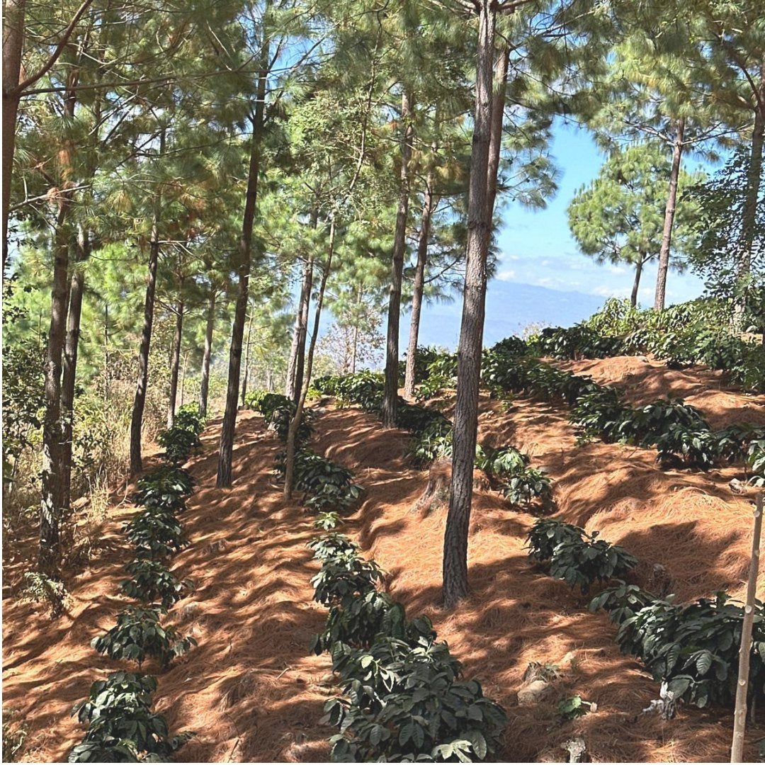 Argoforestry