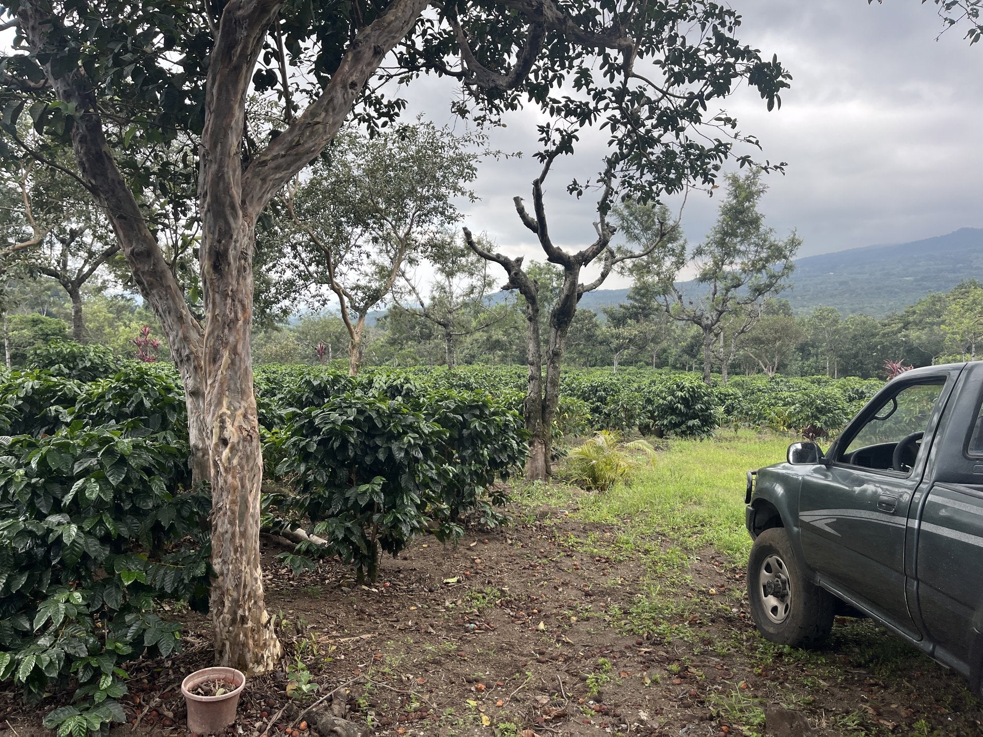 Shade-grown coffee rows