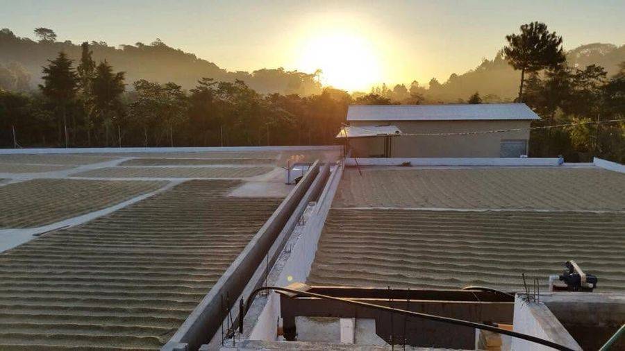 Finca El Aceituno in Jutiapa, Guatemala