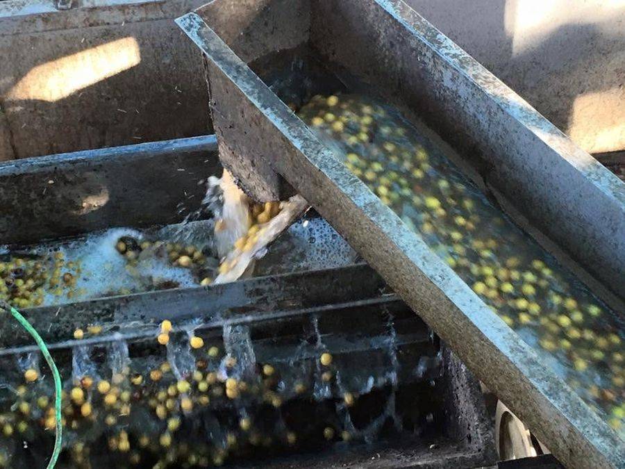 Honey water treatment at Finca El Aceituno