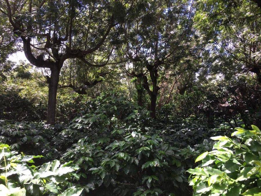 Coffee growing under diversified shade at Finca El Aceituno
