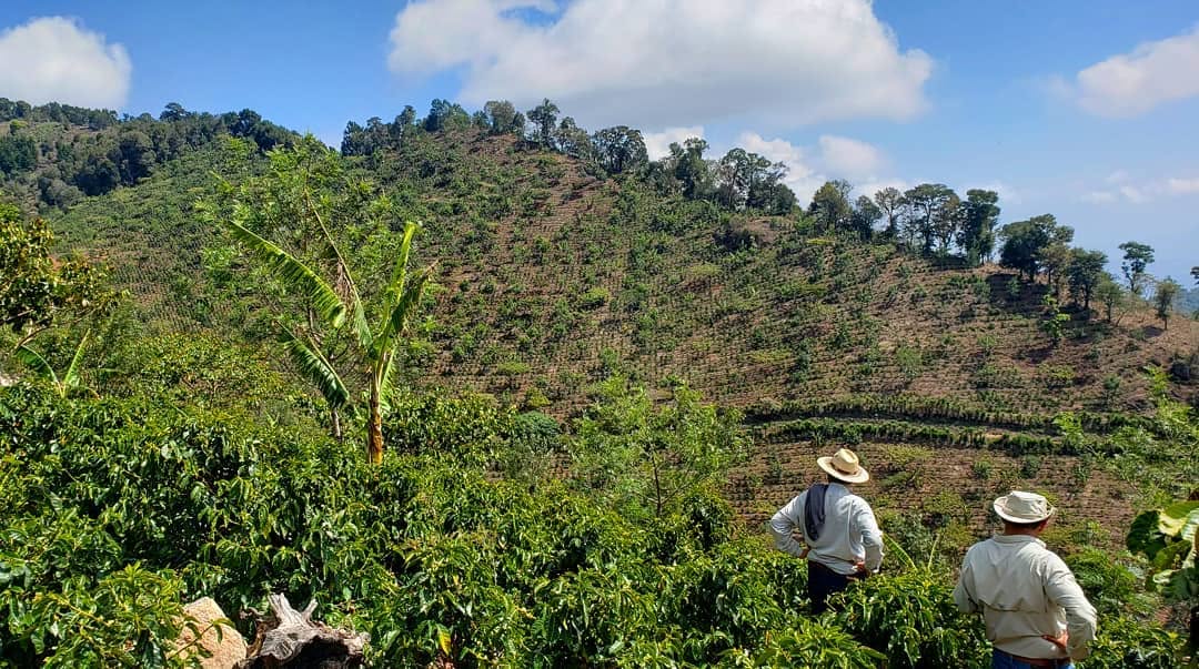 A coffee hillside in Guatemala, with two farmers looking out over the rows