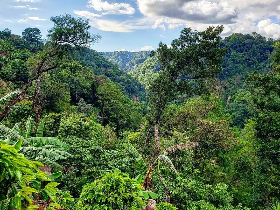 Preserved forest on the Ventura family farm