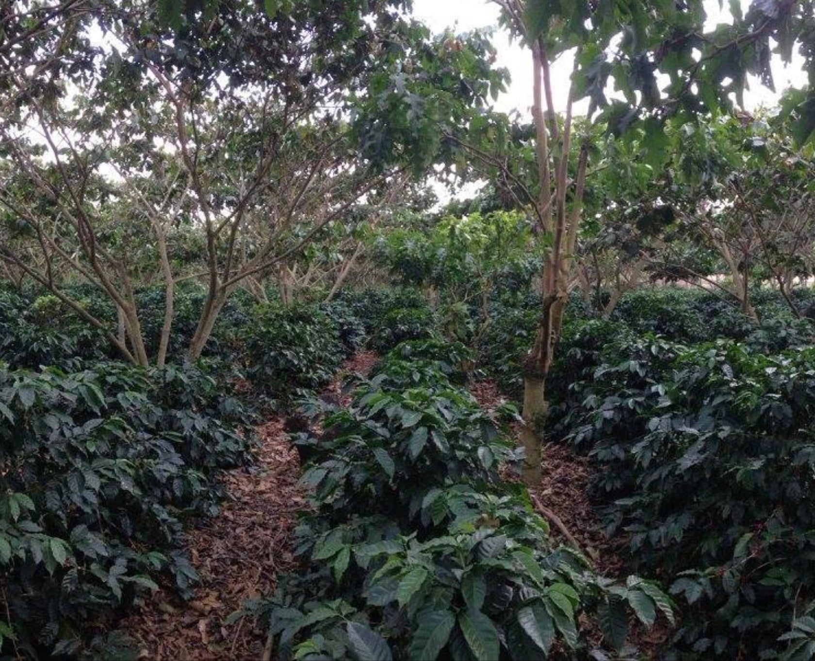 Coffee growing under native shade trees at the Ventura family farm