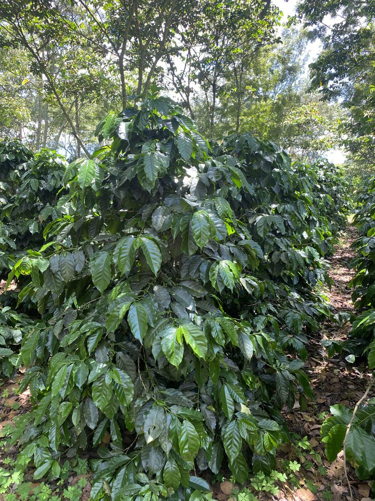 Coffee in full leaf