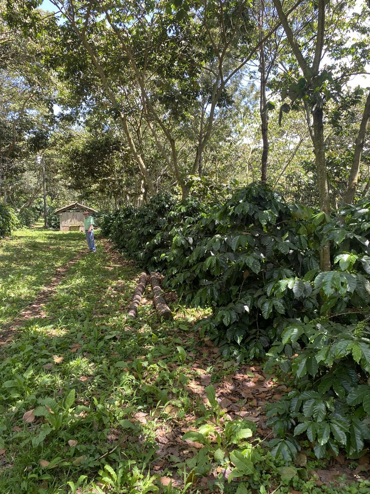 Walking the rows