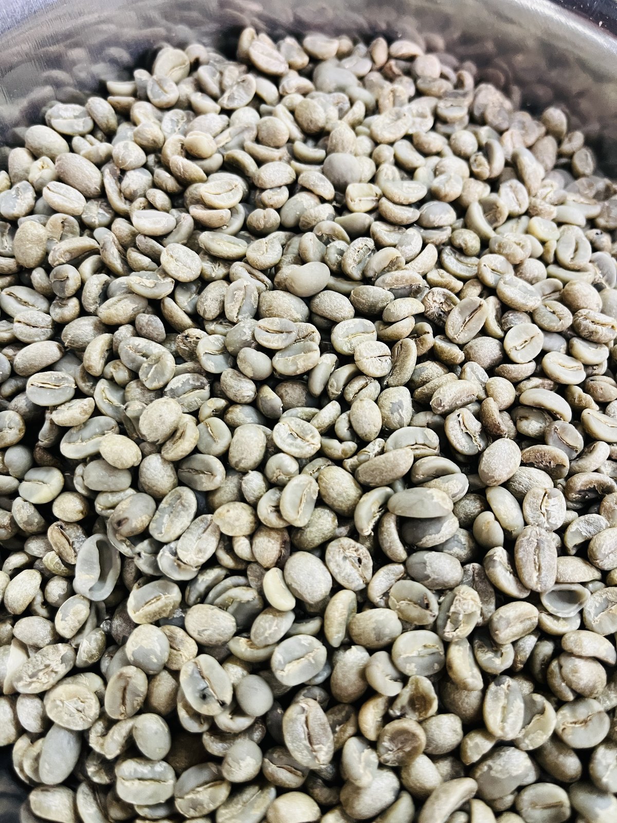 Green unroasted coffee beans in a steel hopper