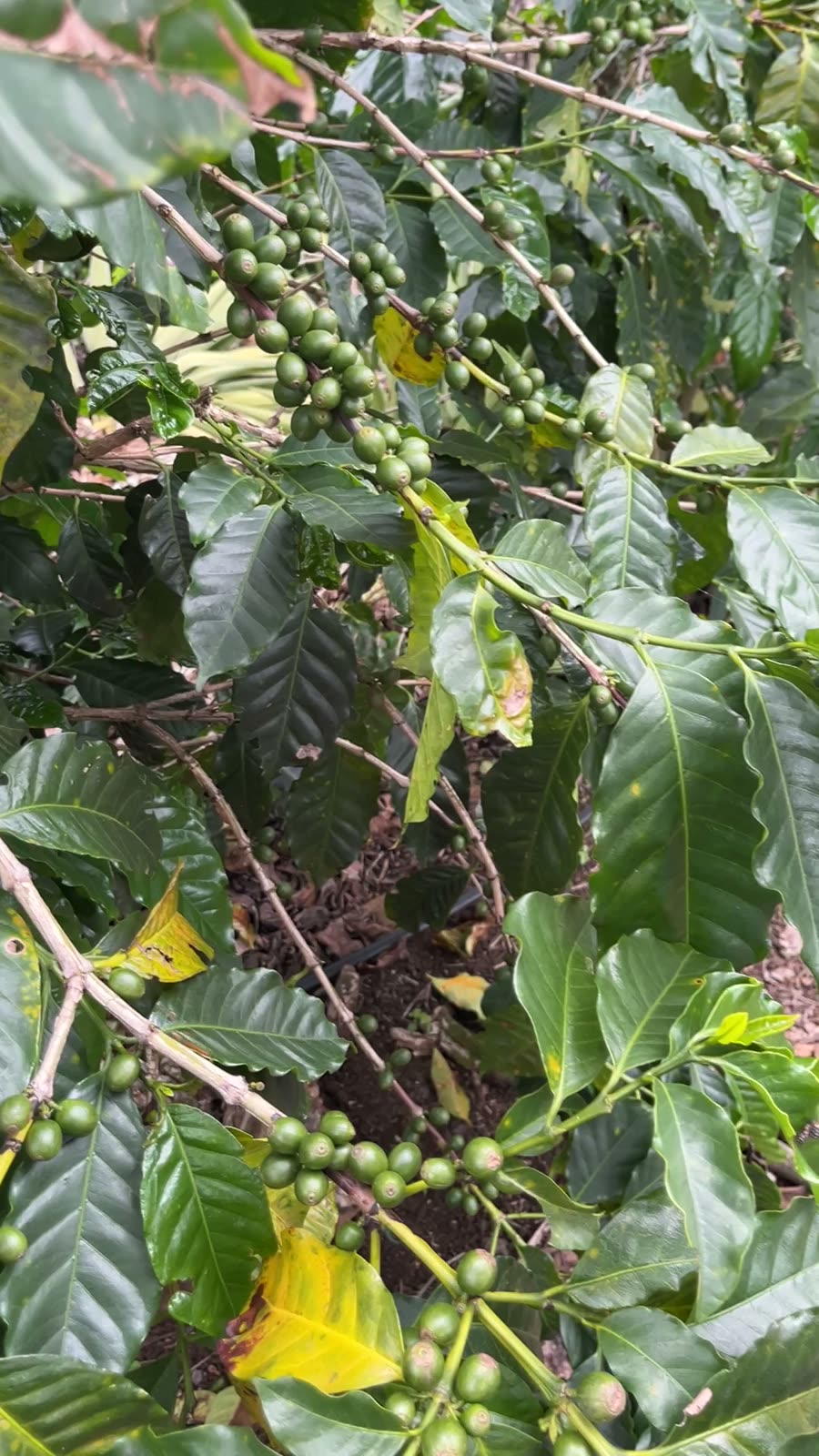 Coffee cherries developing on the branch in Guatemala