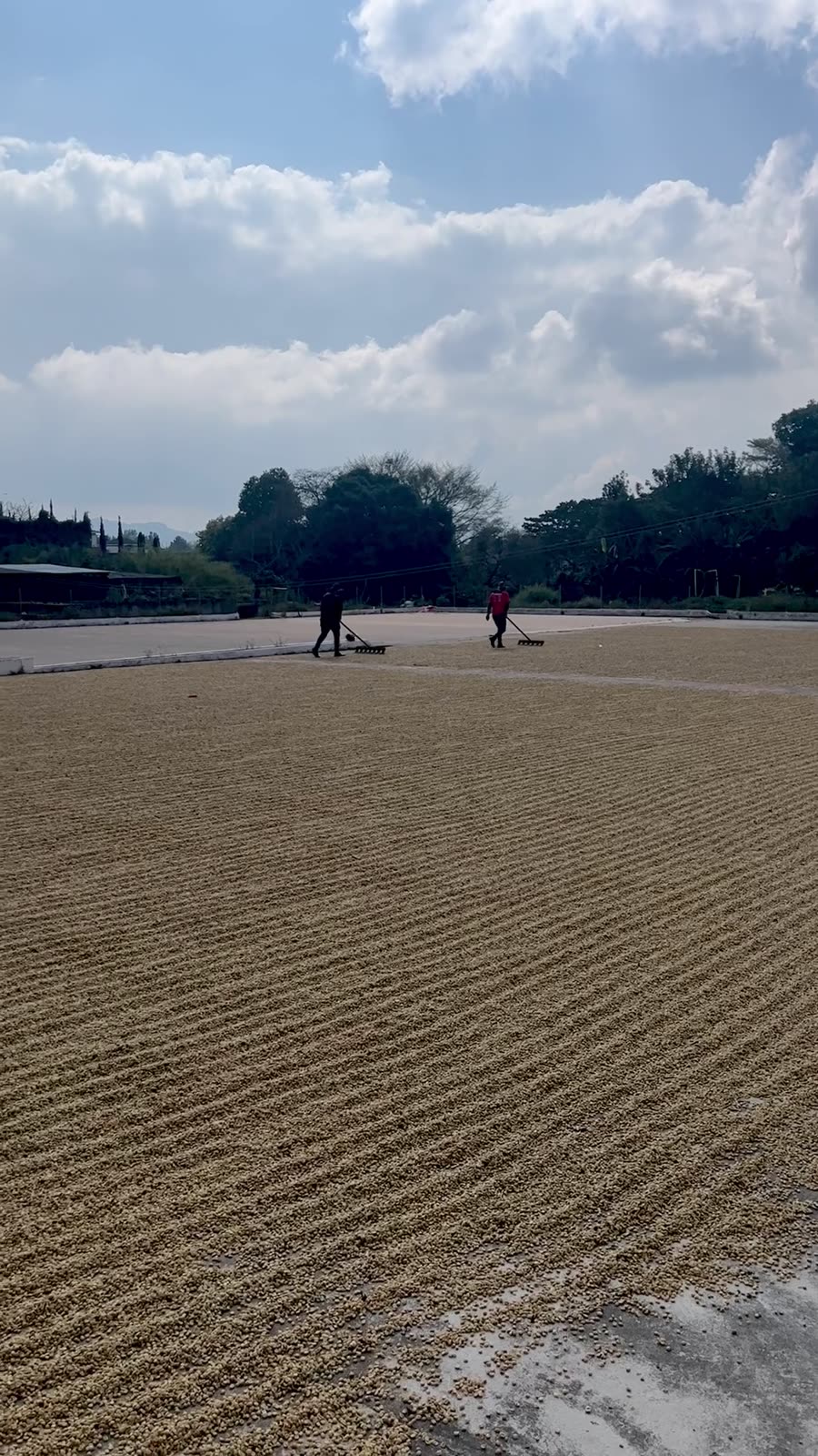 Workers turning coffee as it dries evenly on a patio